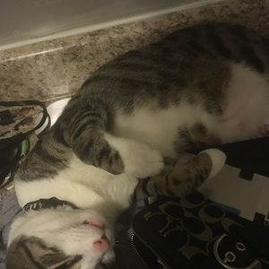 Meet your Posher, Diana